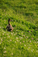 夕陽を見つめる鴨
