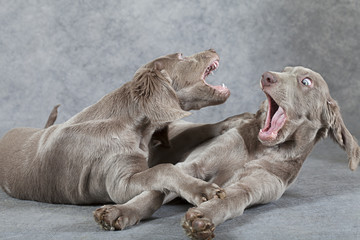 Playful puppies