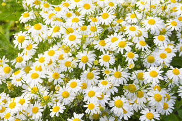 Background of chamomile flowers