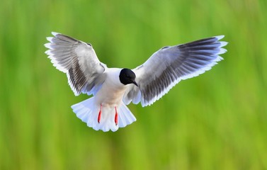 Black-headed Gull (Larus ridibundus)  landed