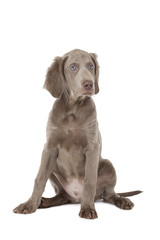 Portrait of longhaired Weimaraner puppy over white