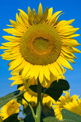 Naklejka premium Sunflower field over blue sky