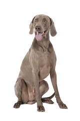 Obraz premium Shorthaired Weimaraner dog, 3 years old