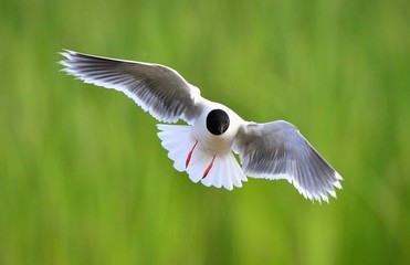the front of Black-headed Gull (Larus ridibundus) flying
