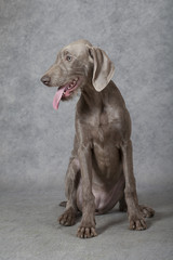 Wirehaired Slovakian pointer dog, 5 months old