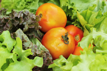 Vegetables salad and tomato in the basket