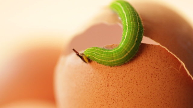 Green worm
