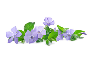 Beautiful blue flower periwinkle isolated on white background