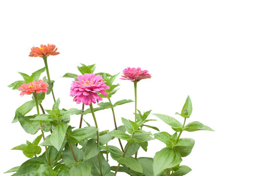 Zinnien