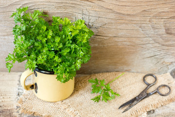 Fresh curly organic parsley on wooden table
