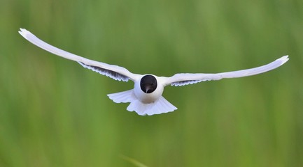 the front of Black-headed Gull (Larus ridibundus) flying