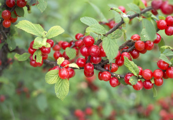 Branch with ripe cherry