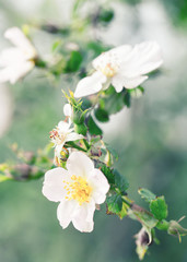 Wild tea-rose on branch