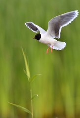 The black-headed gull (Chroicocephalus ridibundus)