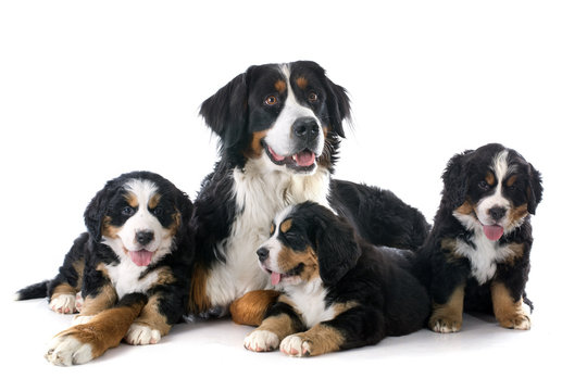Fototapeta puppies and adult bernese moutain dog