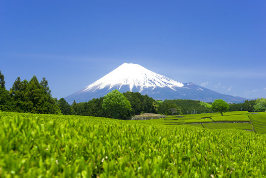 ［初夏の富士山］快晴青空 美しい富士山と茶畑