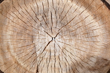 срез ствола старого дерева © collins634