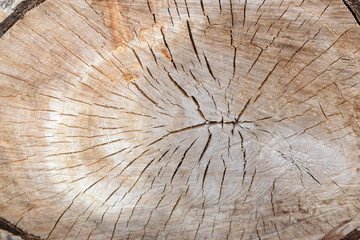 срез ствола дерева © collins634