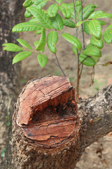 cutting tree