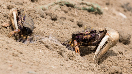 Fiddler crabs in the sand