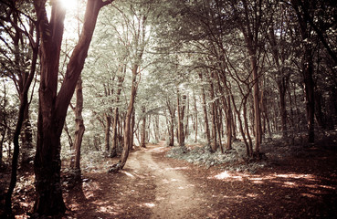 summer forest path