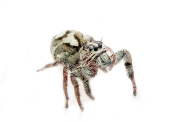 Super macro spider portrait