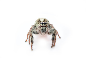 Super macro spider portrait