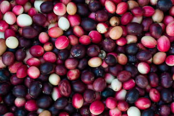 Carunda, Karonda fruite.