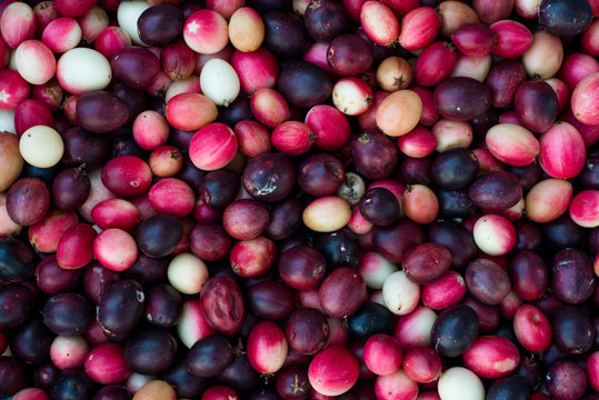 Carunda, Karonda fruite.