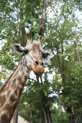 Giraffe looking
