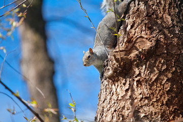red squirrel on the tree