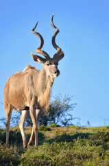 Fototapeta premium Kudu antelope in Addo National Park, South Africa