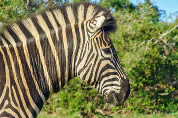 Fototapeta na wymiar Zebra in Addo national park, South Africa