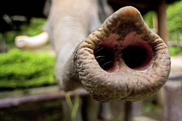 Fototapeta premium Elephant trunk