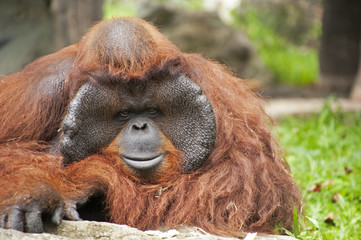 Orangutan in the zoo