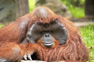 Profile of an orangutan