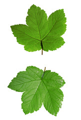 Naklejka na ściany i meble Green maple leaf isolated on white