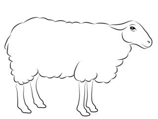 Obraz premium Sketch of a Sheep