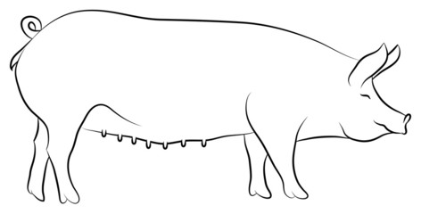 Sketch of a Sow - 67617846