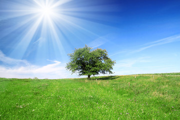 Obraz na płótnie Canvas Field,tree and blue sky