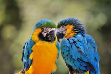 ルリコンゴウインコ