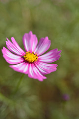 Fototapeta premium コスモス