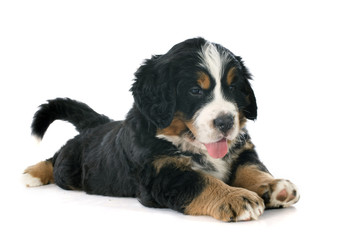 puppy bernese moutain dog