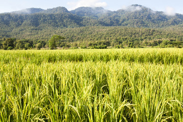Yellow rice field in chiang mai, Thailand.