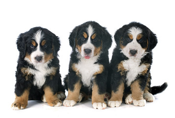 puppies bernese moutain dog © cynoclub