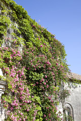 pianta rampicante