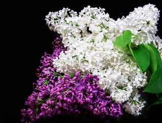 White lilac on a black background