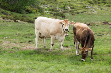 Naklejka na ściany i meble Cow on meadow