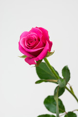紅い薔薇