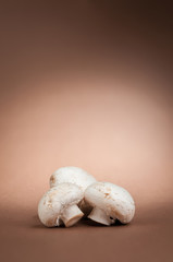 Fototapeta premium mushrooms